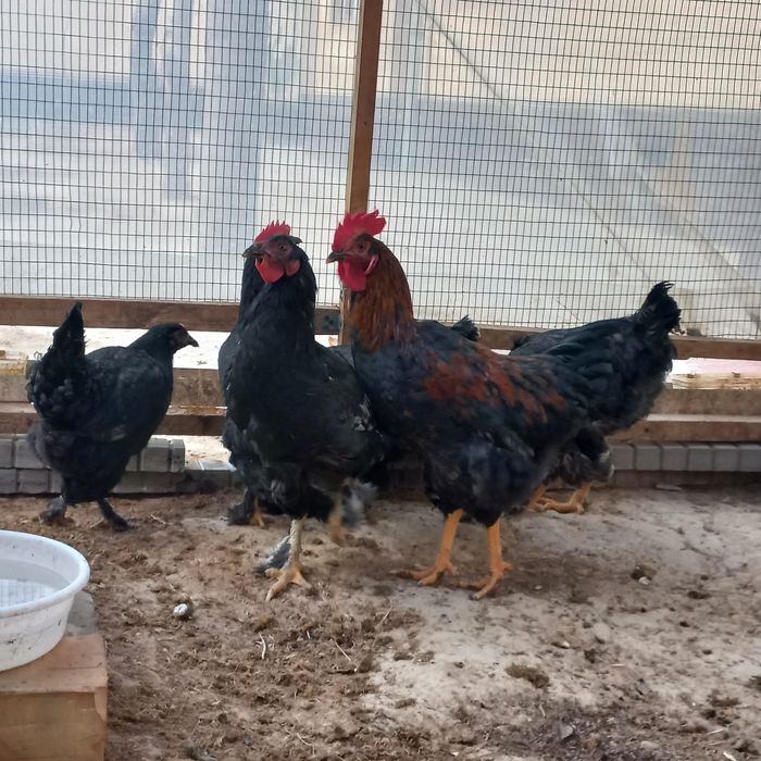 Yosh Xonaki Tovuq va Xo'rozlar sotuvda