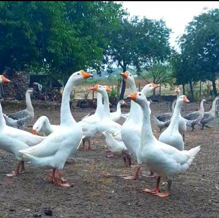 Gâște tinere 100% BiO
