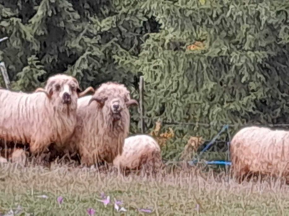 De vânzare berbec rasă țurcană frumos foc