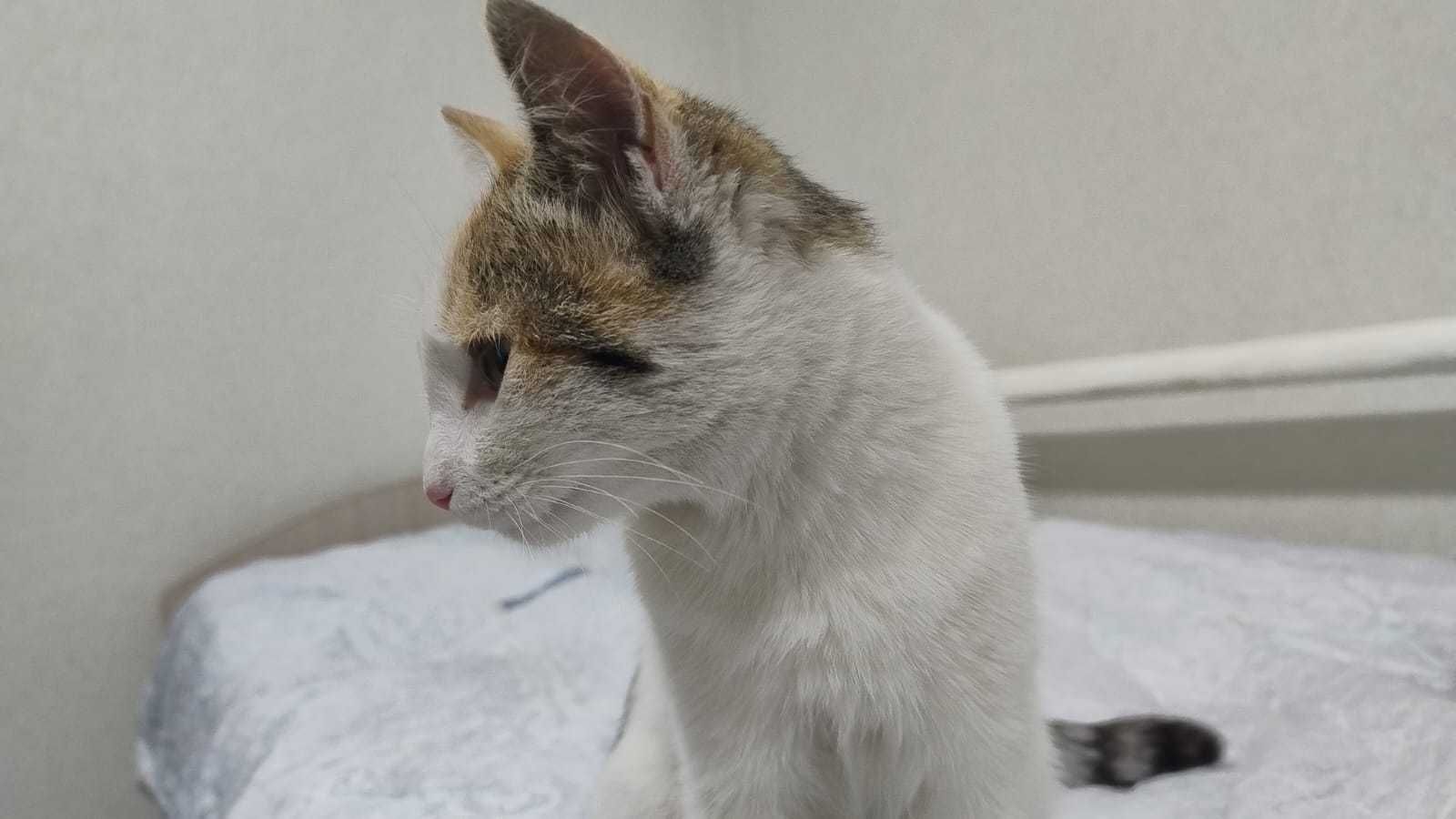 Миниатюрная кошечка ищет дом