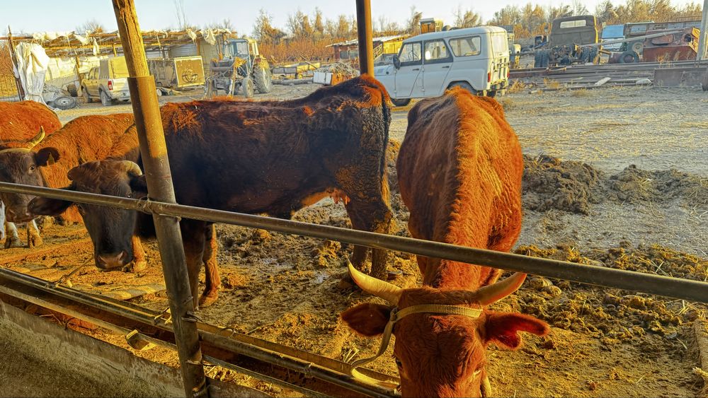 Буаз сиырлар сатылады!! КРС 6 голоа!