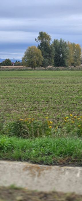 Vând teren extravilan între hanul din Ardeal și centura Brașov