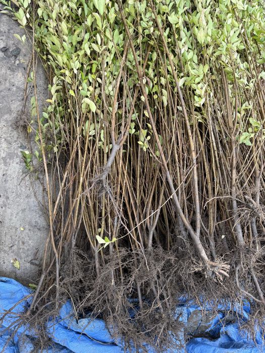 Ligustrum ovalifolium - lemn cainesc - anul 2