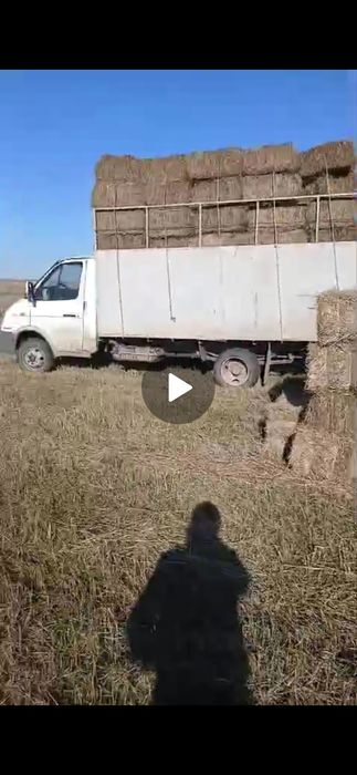Сено степное свежий осенний покос после дождя