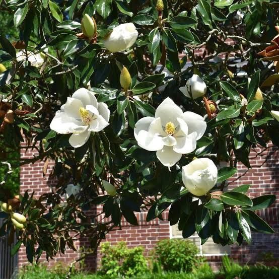 Magnolie grandi flora