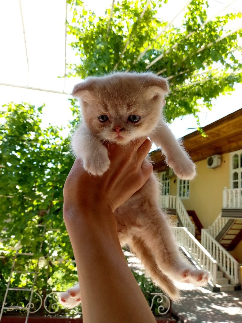 Скотишь фольд пародистые