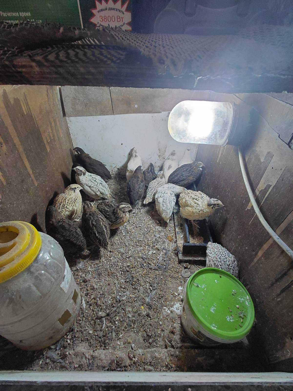Продавам пъдпъдъци