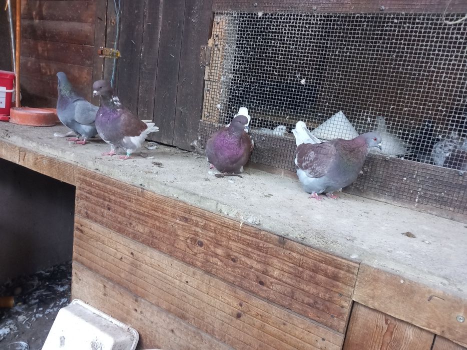 Porumbei Mondaini Filiași Dolj