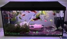 Acvariu Aquael 60l