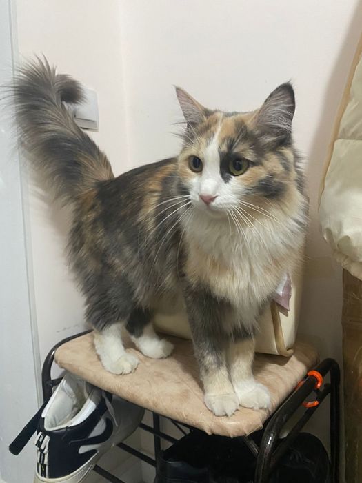 Кошка Тильда! Отдаю в хорошие руки!