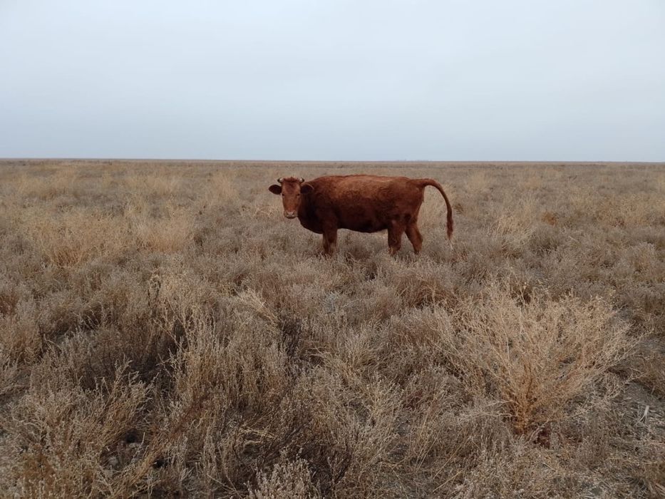 Срочно Бузаулы сиыр