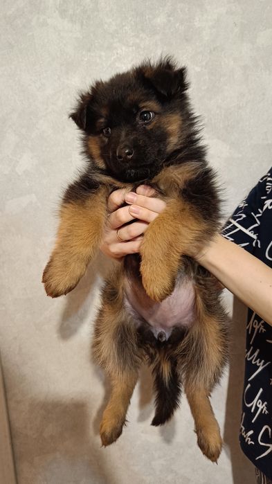 Срочно продам щенков немецкой овчарки