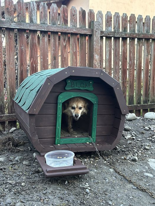 Kutyaház-Casa pentru caini