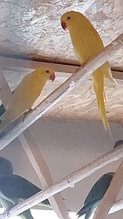 Vând papagalii Micul Alexander