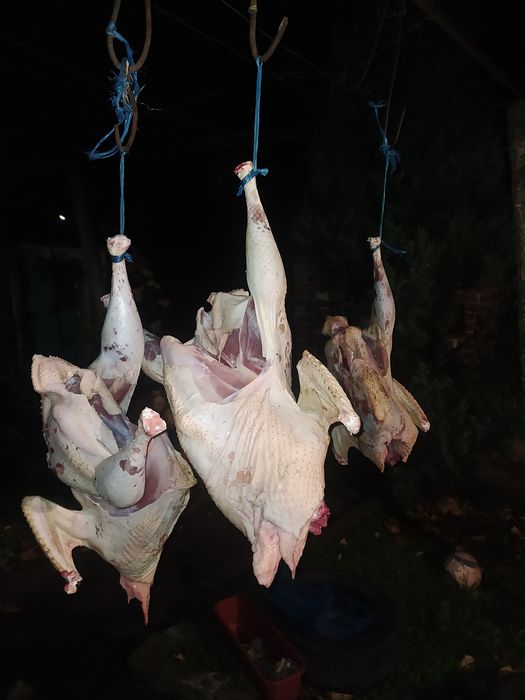 Продавам Домашни Пуйки!