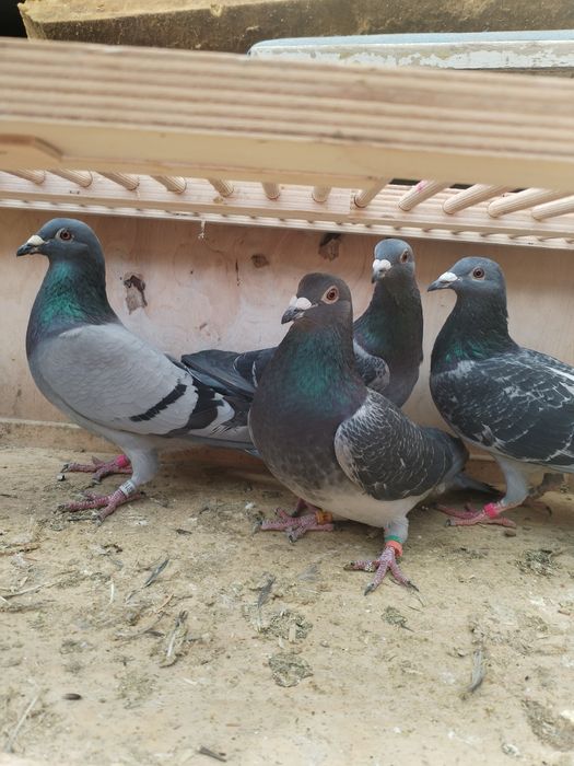 Vând porumbei voiajori