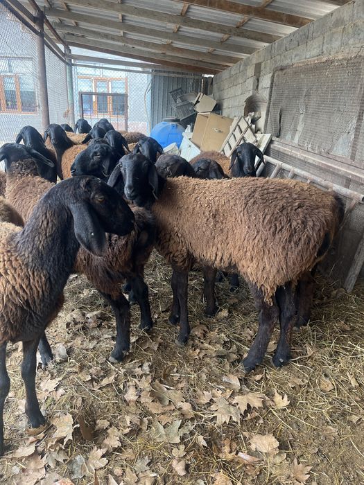 Тоқтылар сатылады