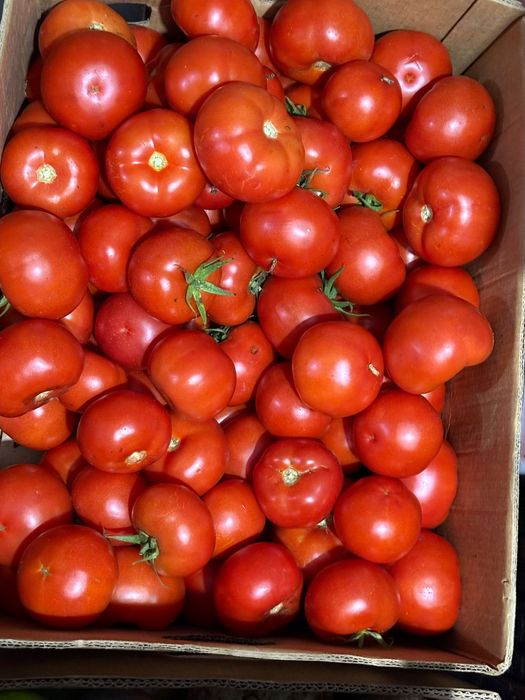 Rosii bio de vanzare