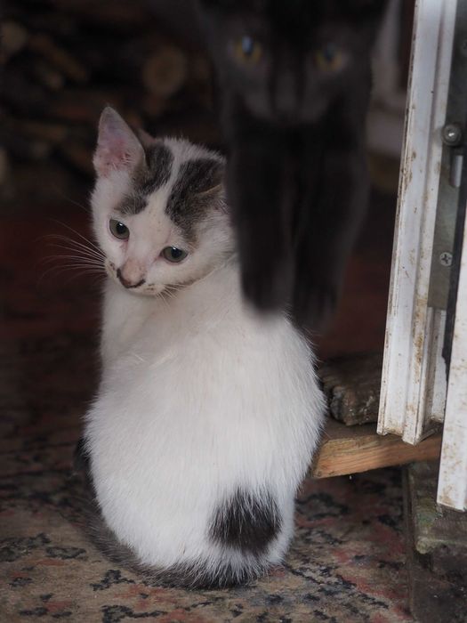 Donez pisici - 1 pisica si 3 motanei