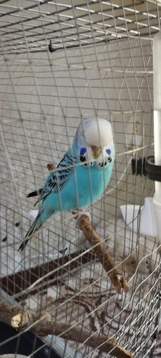 Говорящий попугайчик. С ожерельями чех, Самка