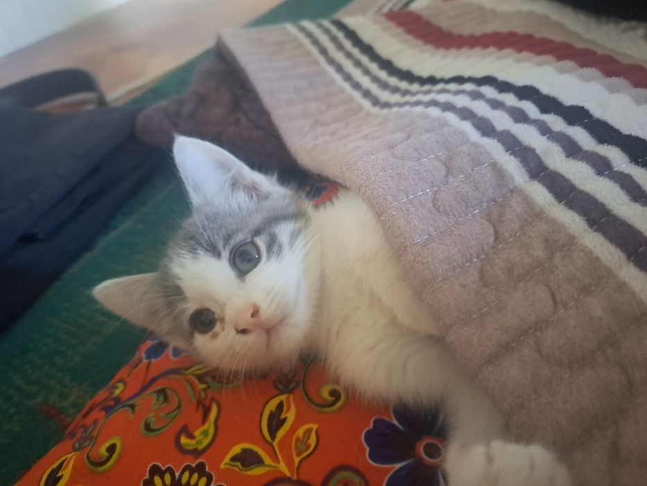 Очень чувствительный кошка