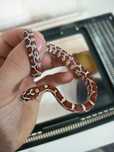 Corn snake cu terariu