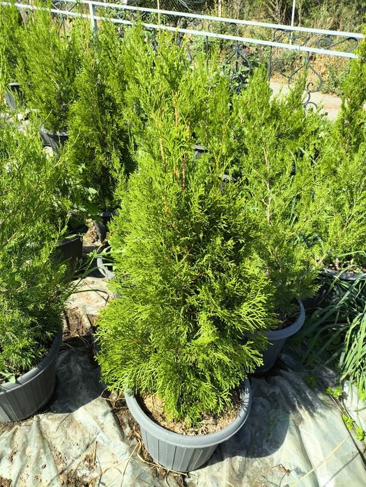 Туя Смарагд 3-летняя