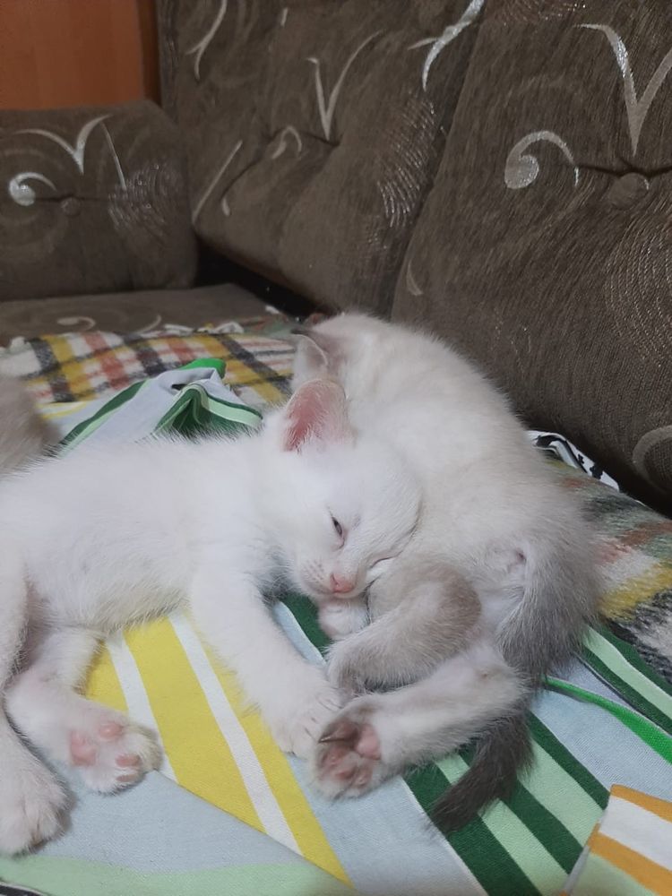Котенок ищет дом!