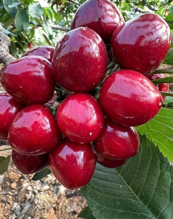 Pomi fructiferi clasici si columnari - calitate si excelenta de 25 ani