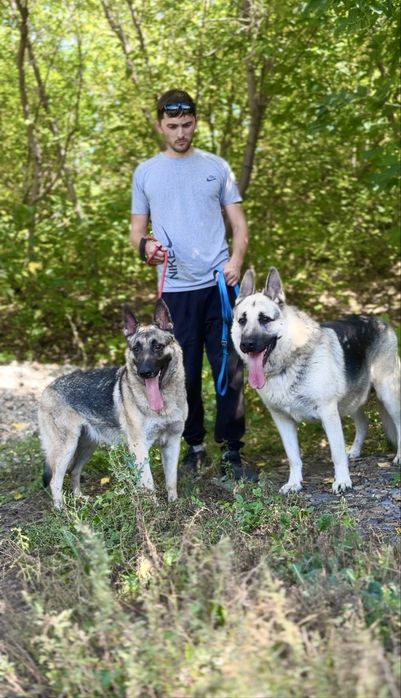 Щенки ВЕО зонар и чепрак с документами СКК