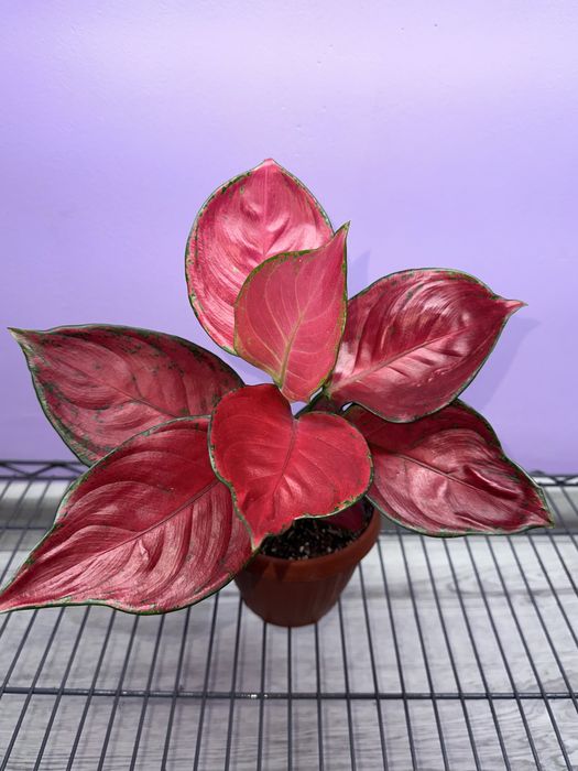 Продам цветы! Красивые