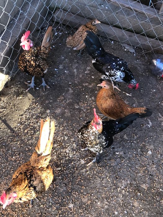 Găini pitice si cocoși pitici