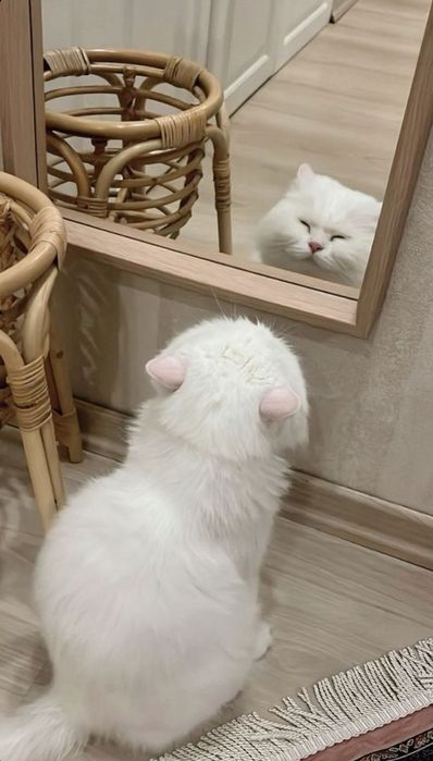 Продается котёнок