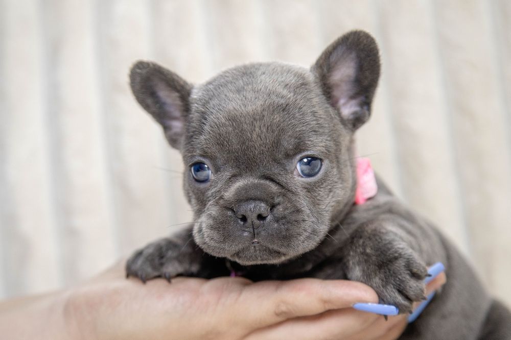 bulldog francez blue fetiță