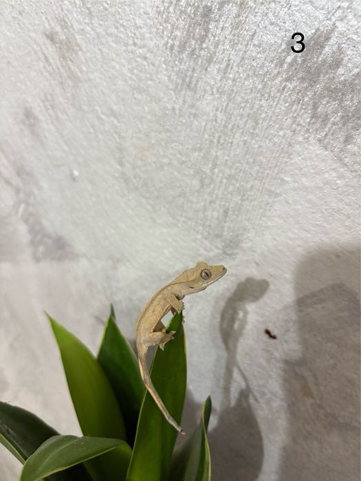Puiuti Crested Gecko
