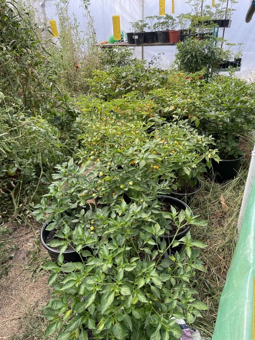 Aji Charapita, ardei iuti la ghiveci, seminte, fulgi de ardei