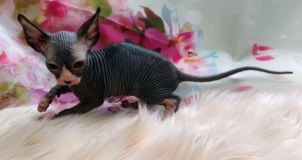Sphynx Pui cu pedigree si teste