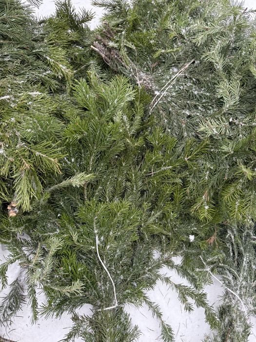 Лапник пихта банч пихтовый веник пихтовый