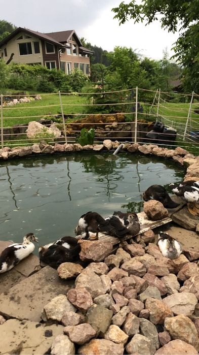 Rate lesesti crescute liber