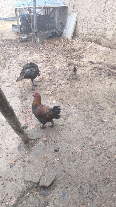 G'oz, o'rdak, kurka, indyutka, tovuq va xoroz sotladi