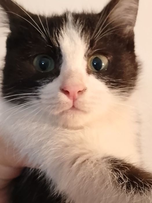 Котенок девочка 1,5 месяца