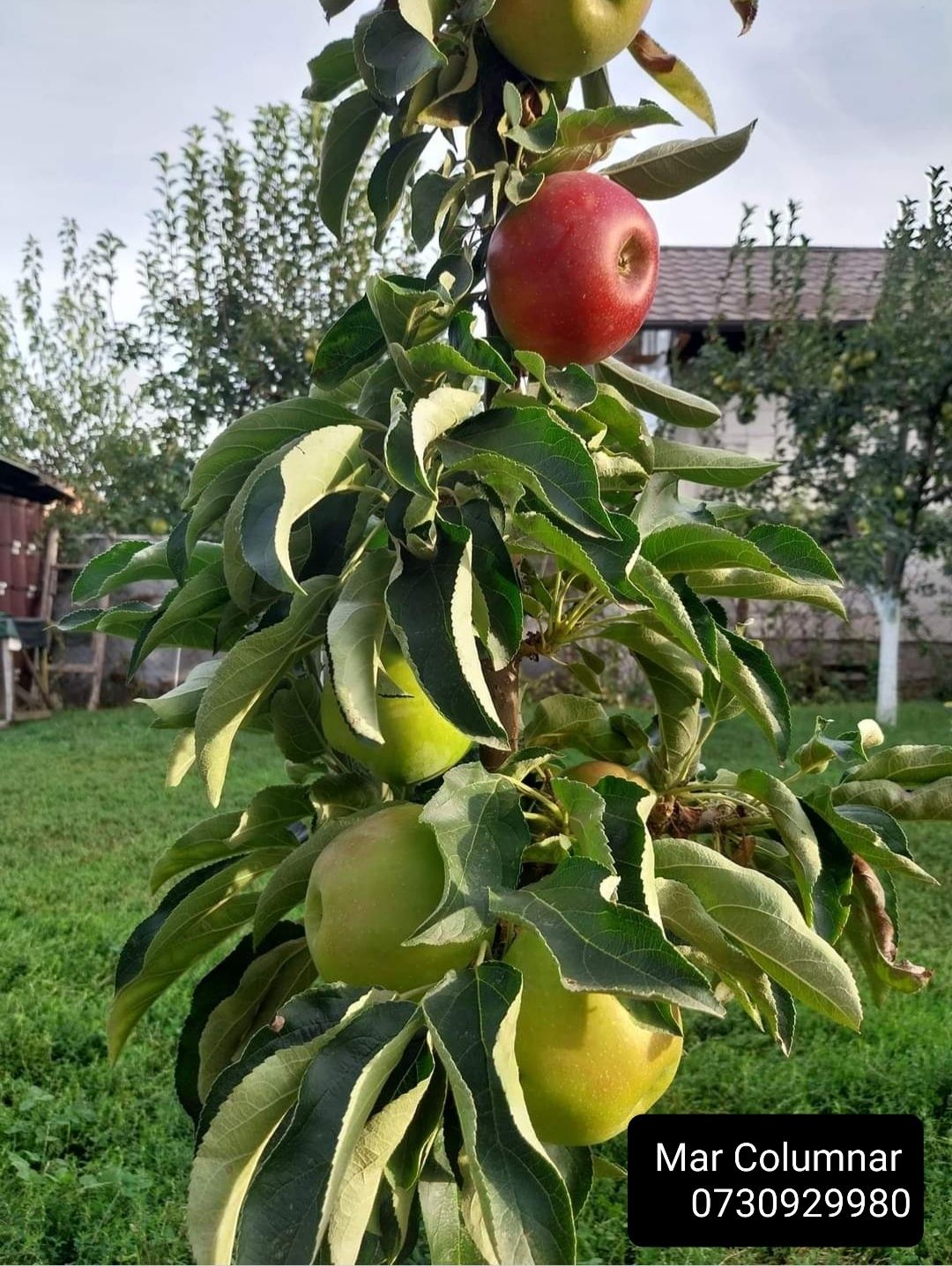 Pomi fructiferi Columnari de la Producător soiuri diverse.