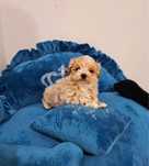 Pui de maltipoo adorabil