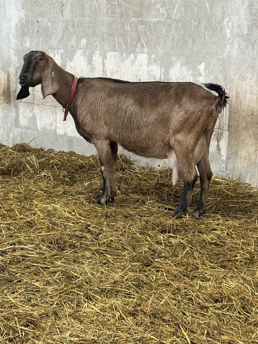 Disponibile capre AngloNubian cu certifivat de origine