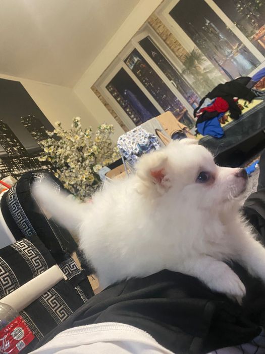 Померан на 2 месеца с първа ваксина и паспорт