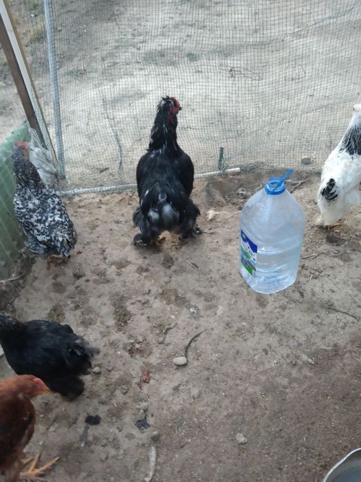 Brama Xoroz  sotilasi