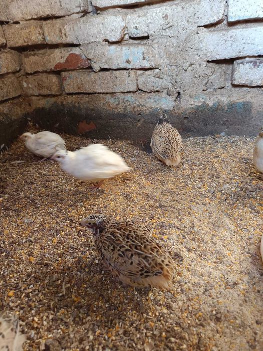 Prepelite de 5 săptămâni