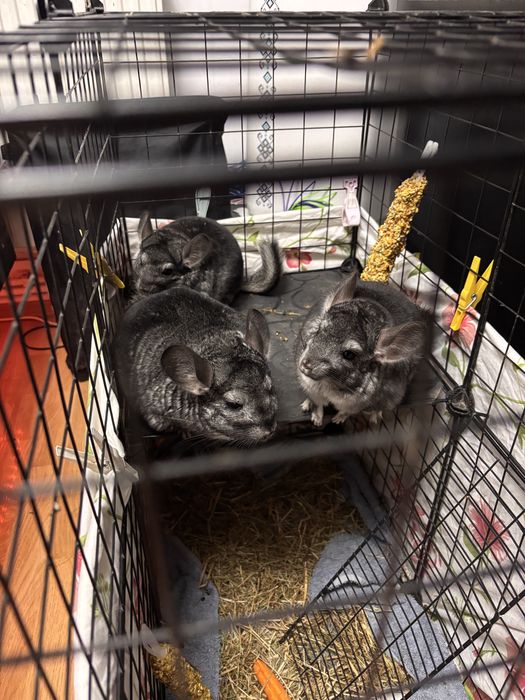 Chinchilla pui si adult