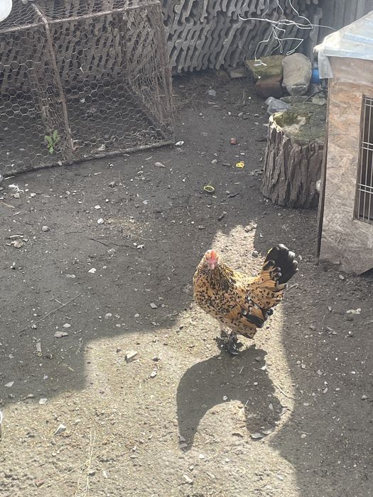 gaini pitice mii de flori familie , sunati pentru mai mulye detalii