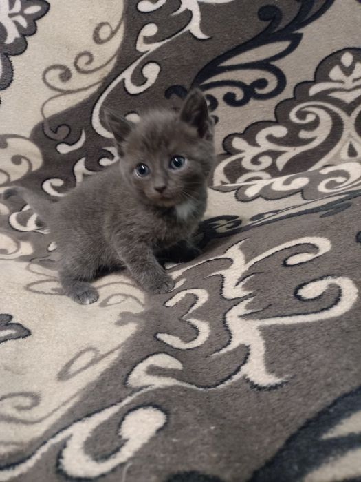 Отдам кошечку,2 месяца